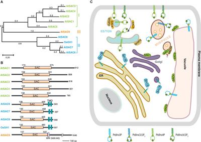 Functions and Mechanisms of SAC Phosphoinositide Phosphatases in Plants